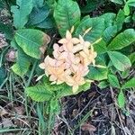 Ixora coccinea Flower