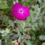 Lychnis coronaria Flower