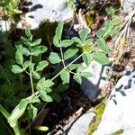 Laserpitium latifolium Листок
