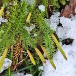 Lycopodium annotinum Yaprak