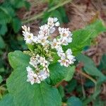 Fagopyrum esculentum Flower