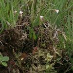 Pinguicula lusitanica Hábitos