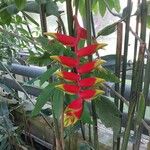 Heliconia rostrata Çiçek