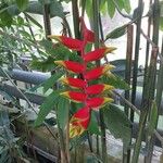 Heliconia rostrata Flower