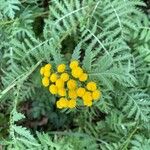 Tanacetum vulgareŽiedas