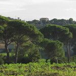 Pinus pinea Habitus