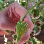 Dioscorea villosa Leaf