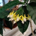 Hoya multiflora Cvet