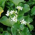 Cardamine asarifolia Fula