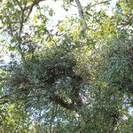 Phoradendron obtusissimum
