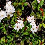 Kalmia buxifolia ᱵᱟᱦᱟ