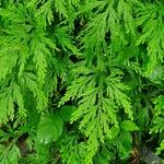 Selaginella delicatula Leaf