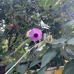 Argyreia nervosa Flower