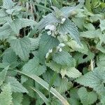 Lamium album Habit