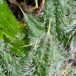 Cirsium ferox പുറംതൊലി
