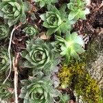 Sempervivum tectorum Φύλλο