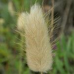 Lagurus ovatus Fruit