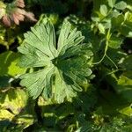 Geranium carolinianum Lehti