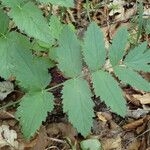 Pimpinella major Blad