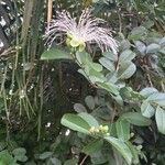Capparis flexuosa Λουλούδι