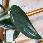 Monstera lechleriana Ліст