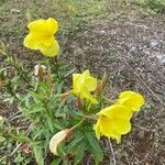 Oenothera glaziovianaLorea