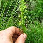 Habenaria obovata 花