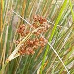 Juncus acutus Vrucht