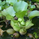 Eichhornia crassipes Other