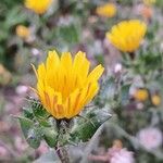 Helminthotheca echioides Flower