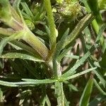 Plantago sempervirens Leaf