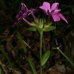 Phlox amoena Hàbitat