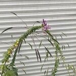 Cleome spinosa Fruit