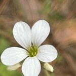 Saxifraga granulata Цветок