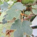 Fremontodendron californicum Blad