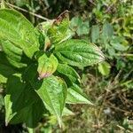 Cornus racemosa برگ