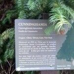 Cunninghamia lanceolata अन्य