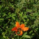 Lilium philadelphicum Cvet