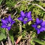 Gentiana pyrenaica Leaf