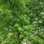 Quercus alba Hábito