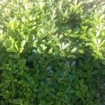 Pittosporum tobira List