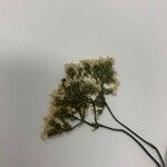 Scirpus hattorianus 花