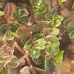 Euphorbia inaequilatera Leaf