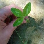 Trifolium medium برگ