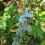 Libertia sessiliflora Çiçek