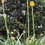 Kniphofia linearifolia Kvet