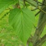 Acer capillipes List
