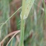 Bromus tectorum Kéreg