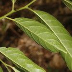 Annona reticulata Leaf