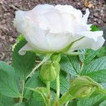 Rosa carolina Flor